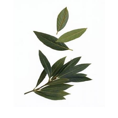 Bay-Laurel