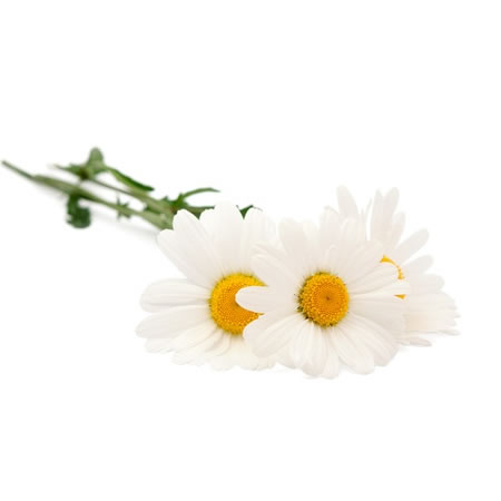 德國洋甘菊