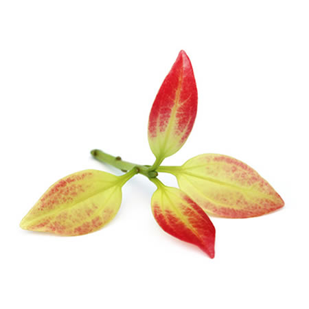 cinnamon leaf