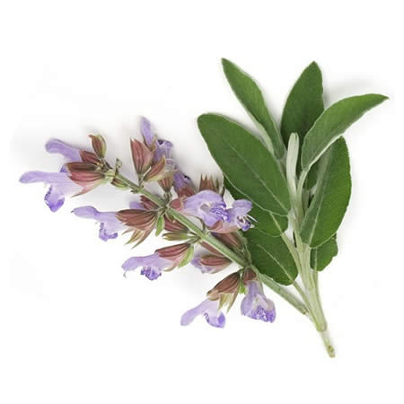 Clary Sage