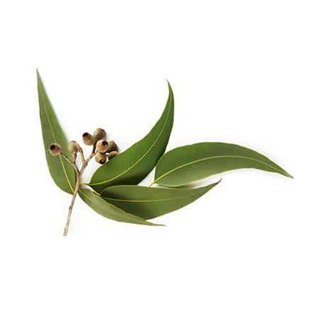 Eucalyptus