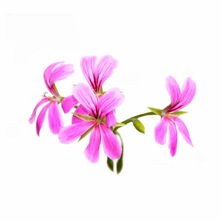 Geranium