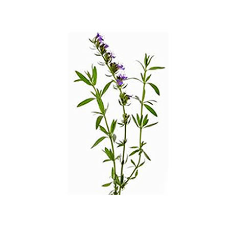 Hyssop
