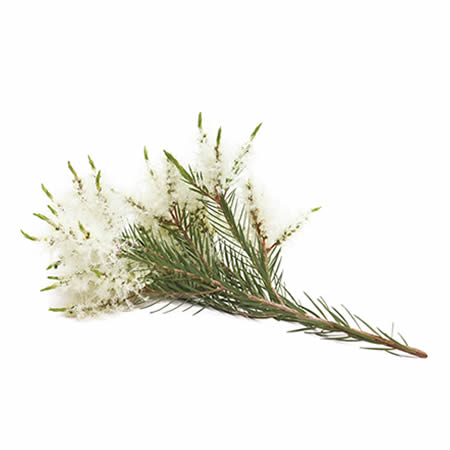 Tea Tree Oil Chinese <br> 中國茶樹