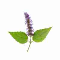 Patchouli