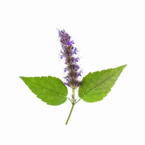 Patchouli