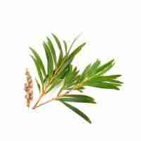 Tea Tree
