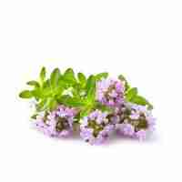 Thyme