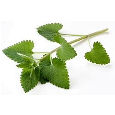 catnip
