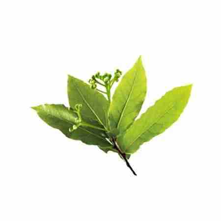 camphor leaf