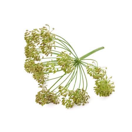 dill