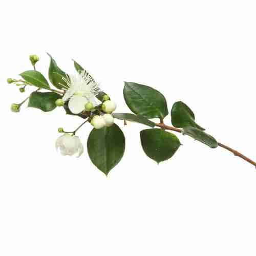 Myrtle Oil <br> 香桃木