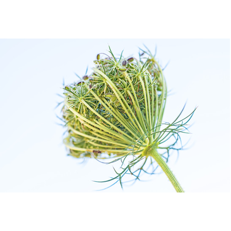 carrot seed
