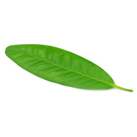 clove leaf