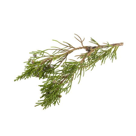 juniperberry