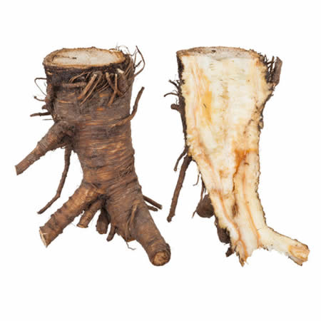 Angelica root