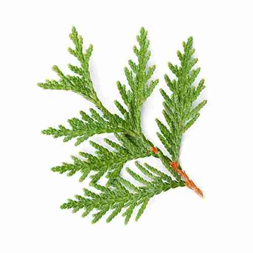 Cedarleaf (Thuja) Oil<br> 側柏葉