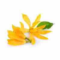Champaca flower