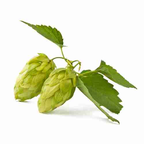 Hop Oil <br> 蛇麻草