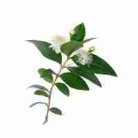 Lemon myrtle
