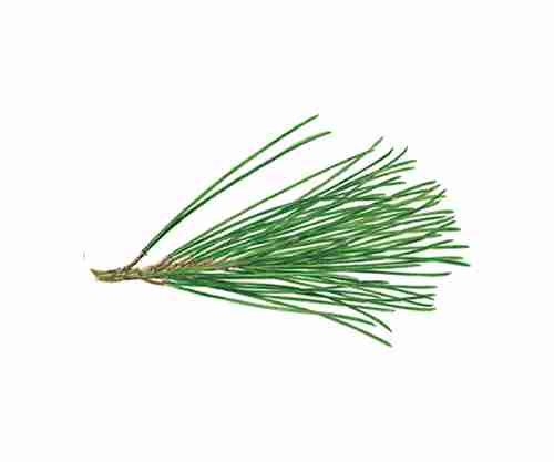 Maritime Pine Oil <br> 海崖松