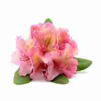 Rhododendron