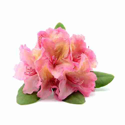Rhododendron