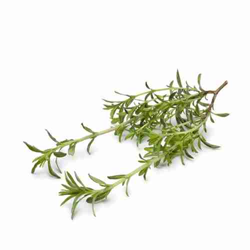 Winter Savoury