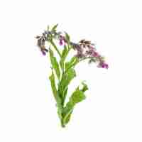 Comfrey