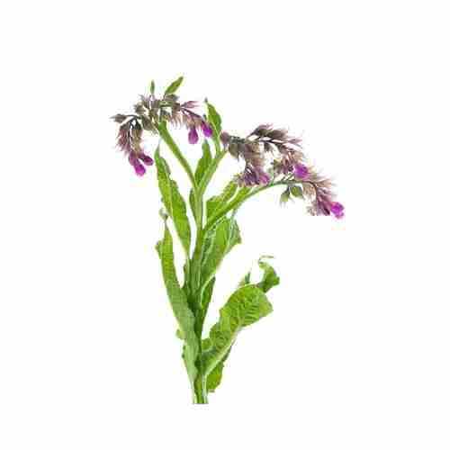 Comfrey