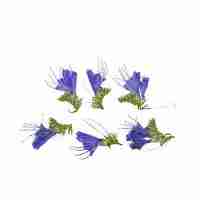 Echium