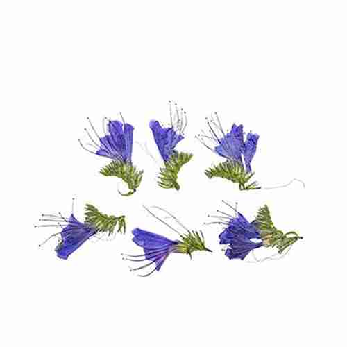 Echium