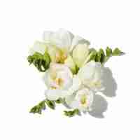 Freesia White