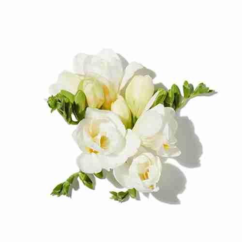 Freesia White