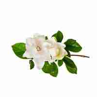 Gardenia
