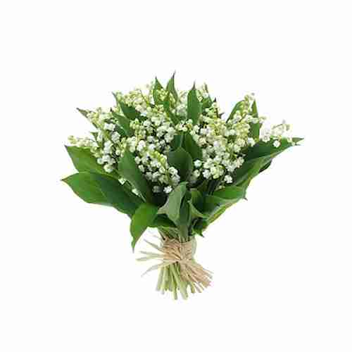 Lily Of The Valley <br> 山百合水性香