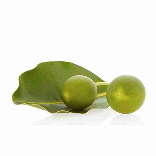 Tamanu Seed Oil <br> 瓊崖海棠籽油