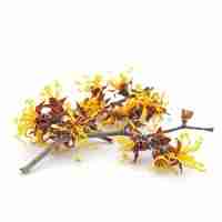 Witch Hazel