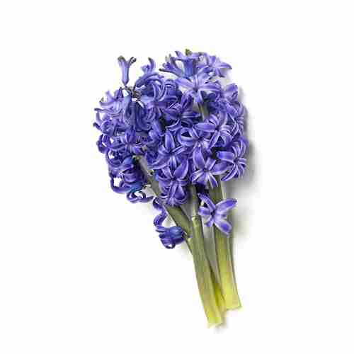 Hyacinth Fragrance <br> 風信子水性香精
